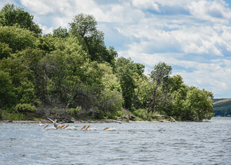 pelicans in the water