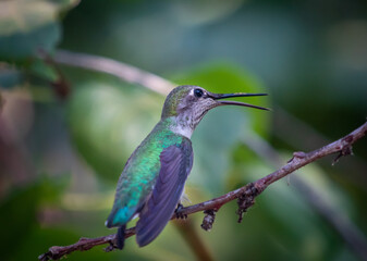 Listen for the mighty roar of the Humming bird.