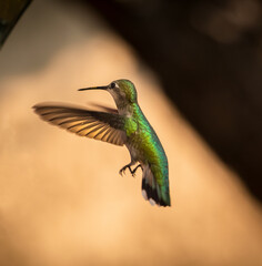 A Hummingbird making a backyard visit.