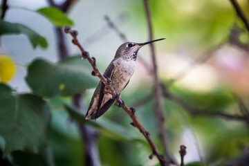 A Female Hummingbird resting ina a backyard tree