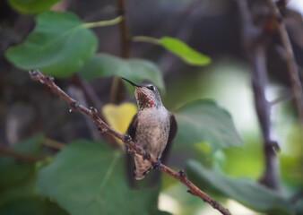 A Female Hummingbird resting ina a backyard tree