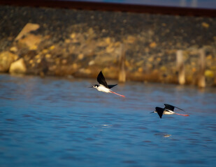 Black Necked Piper coming in for a landing
