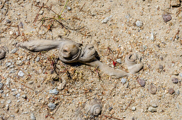 Close up shot of a roots in soil