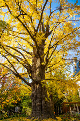 秋の日比谷公園