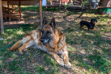 Dogs resting on the garden