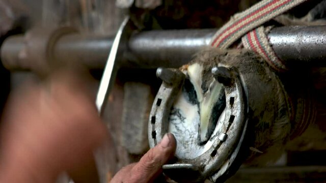 Farrier nailing new horseshoe close up. Farrier shoeing horse using nails and hammer.