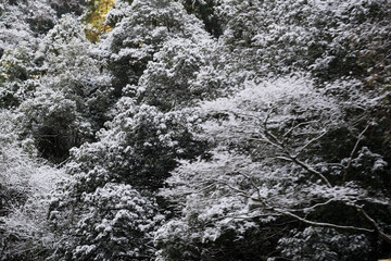 Fototapeta premium 白く染まる冬の木