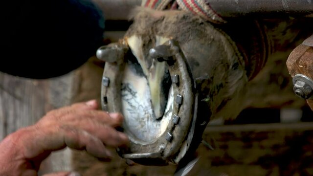 Skillful blacksmith placing horseshoe on horse hoof. Farrier nailing horseshoe on horses hoof at farm. Animal care concept.