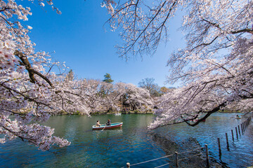 春の井の頭公園