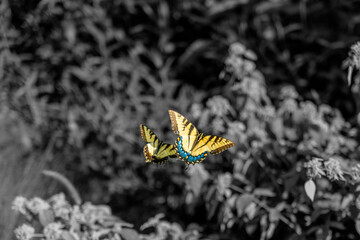 Fototapeta na wymiar Two butterflies flying in formation