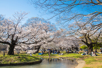 春の代々木公園