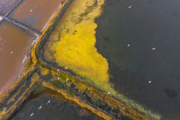 Aerial view of salt evaporation ponds with birds in Aveiro, Portugal