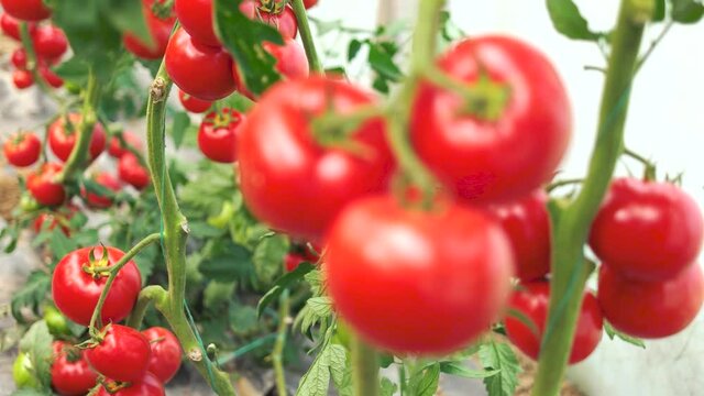 Close up of ripe tomatoes on green branch. Home grown tomato vegetables growing on vine in greenhouse. Vegetable harvest on organic farm.