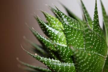 Aloe flower close up modern background high quality prints aloe aristata family anthorrhoeaceae