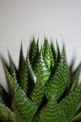 Aloe flower close up modern background high quality prints aloe aristata family anthorrhoeaceae