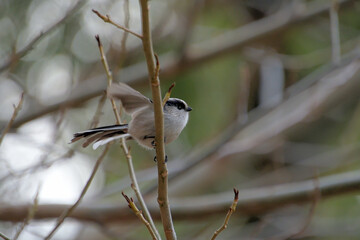 枝にとまって羽を広げているエナガ