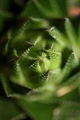 Aloe flower close up modern background high quality prints aloe aristata family anthorrhoeaceae