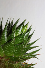 Aloe flower close up modern background high quality prints aloe aristata family anthorrhoeaceae