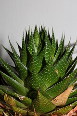 Aloe flower close up modern background high quality prints aloe aristata family anthorrhoeaceae