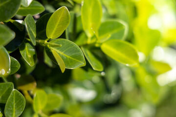 Close Up green leaf under sunlight in the garden. Natural background with copy space.