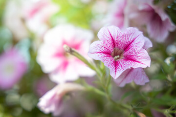 Fototapeta premium The background image of the colorful flowers