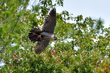グリーンバックに鳩を持って悠然と飛ぶハヤブサ成鳥