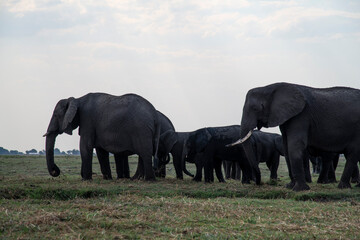 View Of Elephant In A Field