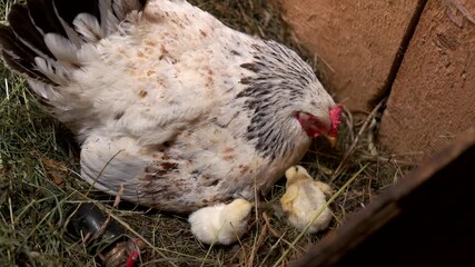 Mother hen with chickens in the nest. Nesting mother hen with chicks. Healthy chickens production.