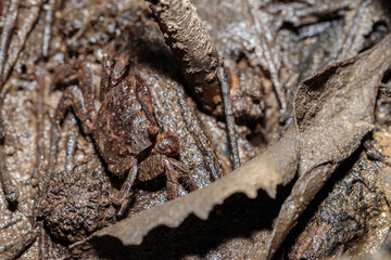 Grapsid Crab, Clyde River, NSW, January 2021