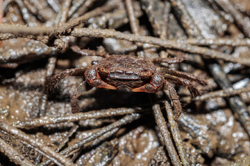 Grapsid Crab, Clyde River, NSW, January 2021