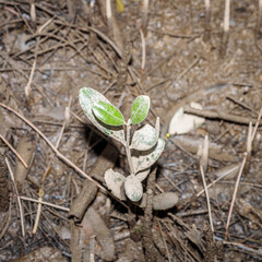 Mangrove, Clyde River, NSW, January 2021