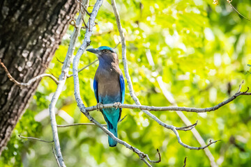 Indian roller, Blue jay in Vachirabenjatas Park, Bangkok, Thailand.