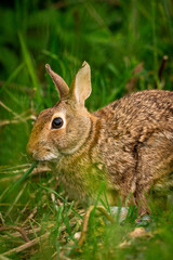 Cute portrait of a bunny rabbit in a field of grass looking at camera with ears up
