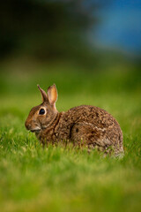 Cute portrait of a bunny rabbit in a field of grass looking at camera with ears up
