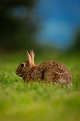 Cute portrait of a bunny rabbit in a field of grass looking at camera with ears up
