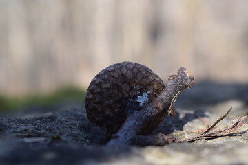 Partial acorn on a rock