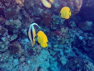 Tropical coral reef. Ecosystem and environment. Egypt. Near Sharm El Sheikh