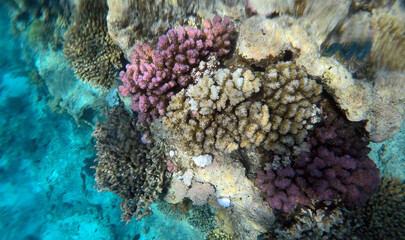 Tropical coral reef. Ecosystem and environment. Egypt. Near Sharm El Sheikh