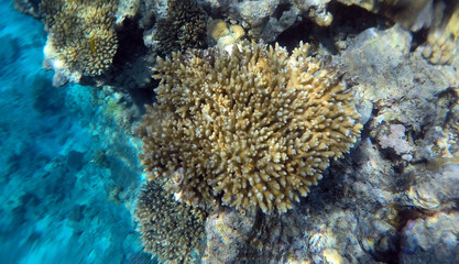 Tropical coral reef. Ecosystem and environment. Egypt. Near Sharm El Sheikh