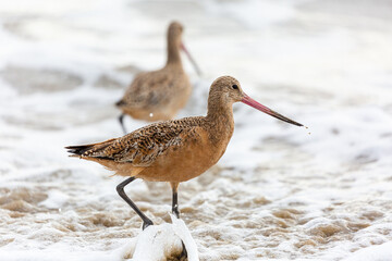 Shorebird with long beak foraging for food at sandy ocean beach with waves in background - Santa Barbara, California