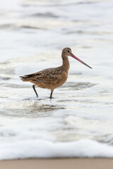 Shorebird with long beak foraging for food at sandy ocean beach with waves in background - Santa Barbara, California