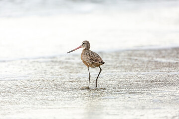 Shorebird with long beak foraging for food at sandy ocean beach with waves in background - Santa Barbara, California