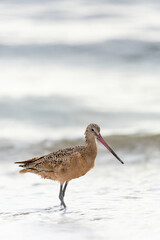 Shorebird with long beak foraging for food at sandy ocean beach with waves in background - Santa Barbara, California