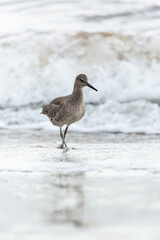 Shorebird with long beak foraging for food at sandy ocean beach with waves in background - Santa Barbara, California