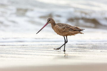 Shorebird with long beak foraging for food at sandy ocean beach with waves in background - Santa Barbara, California