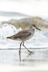 Shorebird with long beak foraging for food at sandy ocean beach with waves in background - Santa Barbara, California