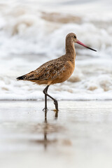 Shorebird with long beak foraging for food at sandy ocean beach with waves in background - Santa Barbara, California