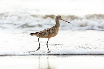 Shorebird with long beak foraging for food at sandy ocean beach with waves in background - Santa Barbara, California
