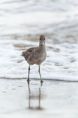 Shorebird with long beak foraging for food at sandy ocean beach with waves in background - Santa Barbara, California