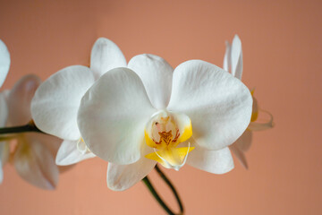 Fototapeta na wymiar White phalaenopsis orchid on a beige background. Flowers close up
